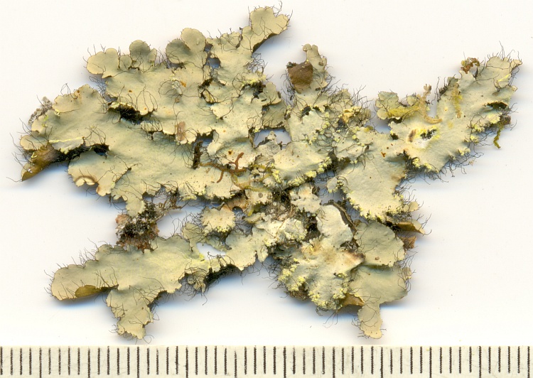 Parmotrema sorediosulphuratum from Brazil, Paraná, Guaraqueçaba leg. C.G. Donha 972 (UPCB)